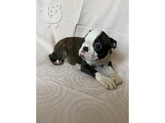 Boston Terrier, premium κουτάβια